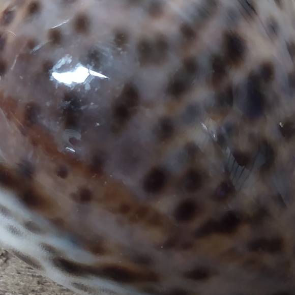 Shell 🐚 Mini - Picture 3 of 4